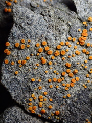 Polycauliona luteominia