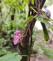 Comparettia falcata