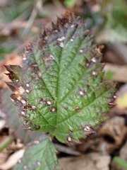 Sphaerulina westendorpii