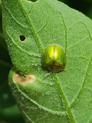 Plagiometriona herbea