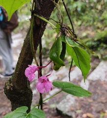 Comparettia falcata