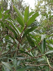 Myrsine seguinii