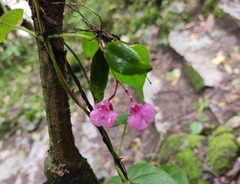 Comparettia falcata