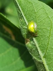 Plagiometriona herbea