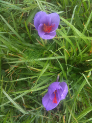 Crocus ligusticus