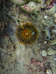 Antholoba achates
