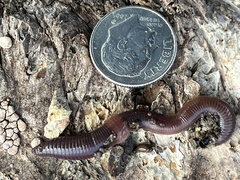 Lumbricus rubellus