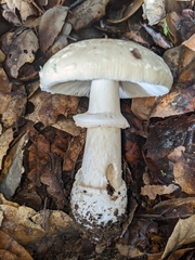 Amanita ocreata