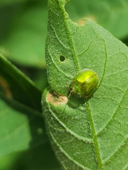 Plagiometriona herbea