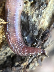 Lumbricus rubellus