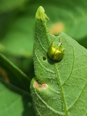 Plagiometriona herbea