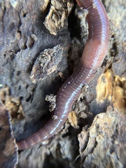 Lumbricus rubellus
