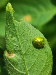 Plagiometriona herbea