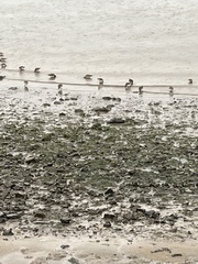 Charadriiformes