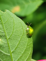 Plagiometriona herbea