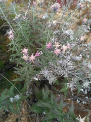 Saussurea salicifolia