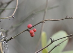 Smilax walteri