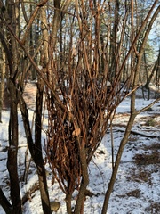 Calyptospora columnaris