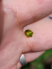 Plagiometriona herbea