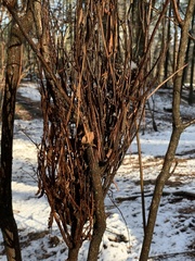 Calyptospora columnaris