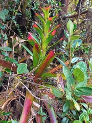 Guzmania gloriosa