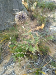 Echinops latifolius