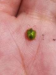 Plagiometriona herbea