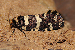 Ardiosteres moretonella