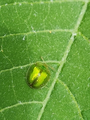 Plagiometriona herbea