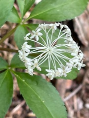 Panax trifolius