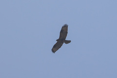 Buteo refectus