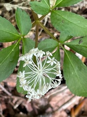 Panax trifolius