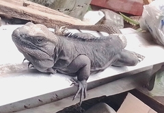 Ctenosaura acanthura