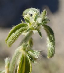 Ditaxis serrata