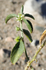 Ditaxis serrata