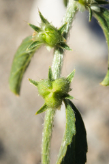 Ditaxis serrata