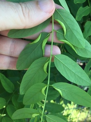 Obolodiplosis robiniae