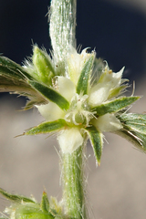 Ditaxis serrata