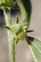 Ditaxis serrata