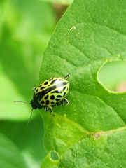 Calligrapha multiplagata