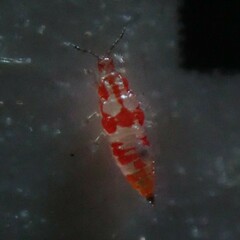 Haplothrips