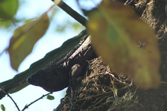 Ctenosaura acanthura