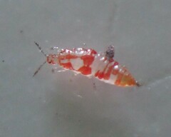 Haplothrips