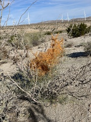 Cuscuta psorothamnensis