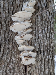 Rigidoporus