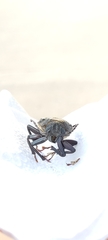 Mallodon spinibarbis