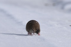 Thomomyini