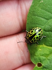 Calligrapha multiplagata
