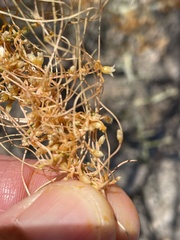 Cuscuta psorothamnensis