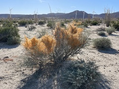 Cuscuta psorothamnensis